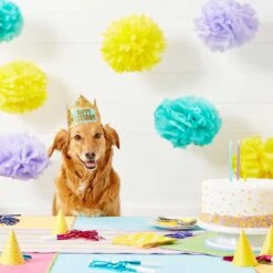 Frisco Happy Birthday Dog & Cat Crown & Frisco It's My Birthday & Cat T-Shirt -Meow Meals 302470 PT3. AC SS1800 V1623073946