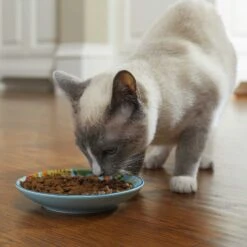 Frisco New York Non-skid Ceramic Cat Dish & Frisco New York Non-skid Ceramic Cat Bowl -Meow Meals 302488 PT4. AC SS1800 V1623069142