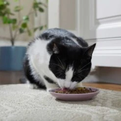 Frisco Paris Non-skid Ceramic Cat Dish & Frisco Paris Non-skid Ceramic Cat Dish -Meow Meals 302490 PT4. AC SS1800 V1623074555