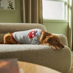 Disney Mickey Mouse Pocket Dog & Cat T-shirt -Meow Meals 311790 PT8. AC SS1800 V1643324287