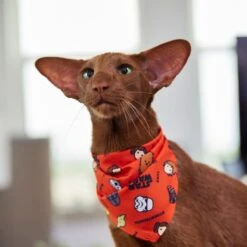 STAR WARS Pictogram Dog & Cat Bandana -Meow Meals 311873 PT8. AC SS1800 V1643322232