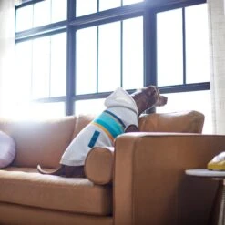 Frisco Striped Dog & Cat Hoodie -Meow Meals 312265 PT8. AC SS1800 V1644884817