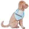 Frisco Party Animal Dog & Cat Bandana -Meow Meals 315136 MAIN. AC SS1800 V1646438241