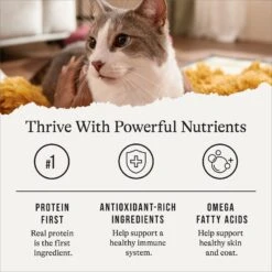 American Journey Senior Pate Chicken Recipe Canned Cat Food, 3-oz Can, Case Of 24 -Meow Meals 330851 PT5. AC SS1800 V1691614423