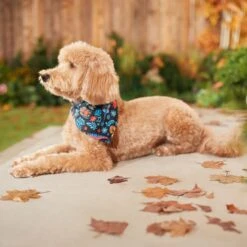 Pixar Coco Remember Me Dog & Cat Bandana 14 Pixar Coco Remember Me Dog & Cat Bandana -Meow Meals 335293 PT7. AC SS1800 V1658150482