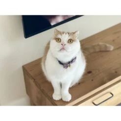 Necoichi Gilded Gold Bow Tie Breakaway Cat Collar -Meow Meals 335341 PT4. AC SS1800 V1643668311