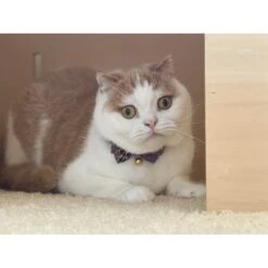 Necoichi Gilded Gold Bow Tie Breakaway Cat Collar -Meow Meals 335341 PT5. AC SS1800 V1643675514