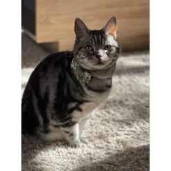 Necoichi Hanami Bow Tie Breakaway Cat Collar -Meow Meals 335355 PT7. AC SS1800 V1644903730