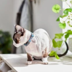 Pixar Finding Nemo Cat Collar -Meow Meals 347534 PT8. AC SS1800 V1648821525