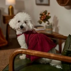 Frisco Sleepy Face Dog & Cat Dress -Meow Meals 353657 PT6. AC SS1800 V1660750164