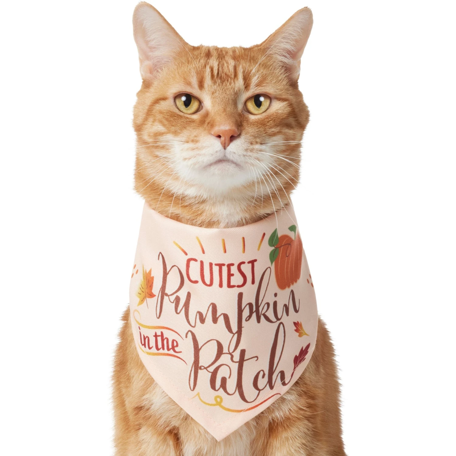 Frisco Cutest Pumpkin In The Patch Dog & Cat Bandana 3 Frisco Cutest Pumpkin In The Patch Dog & Cat Bandana