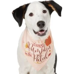 Frisco Cutest Pumpkin In The Patch Dog & Cat Bandana 12 Frisco Cutest Pumpkin In The Patch Dog & Cat Bandana -Meow Meals 353777 PT2. AC SS1800 V1659010334