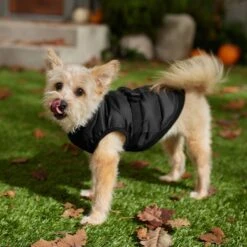 Frisco Lightweight Belted Puffer Dog & Cat Jacket 14 Frisco Lightweight Belted Puffer Dog & Cat Jacket -Meow Meals 353825 PT7. AC SS1800 V1660749777