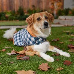 Disney Mediumweight Minnie Quilted Dog & Cat Puffer Coat 15 Disney Mediumweight Minnie Quilted Dog & Cat Puffer Coat -Meow Meals 354020 PT8. AC SS1800 V1660749505