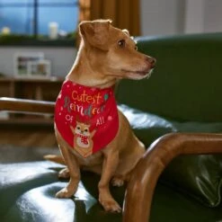 Frisco Cutest Reindeer Of All Dog & Cat Bandana -Meow Meals 357931 PT6. AC SS1800 V1661798487