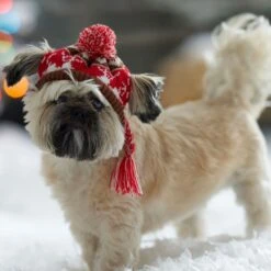 Frisco Reindeer Fair Isle Dog & Cat Pom Hat 12 Frisco Reindeer Fair Isle Dog & Cat Pom Hat -Meow Meals 358309 PT4. AC SS1800 V1661797821