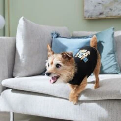 Frisco Birthday Vibe Dog & Cat T-Shirt -Meow Meals 368790 PT7. AC SS1800 V1664994272