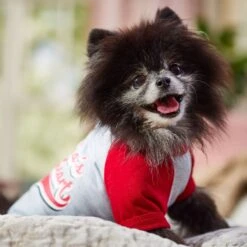 Frisco Mama's Sweetheart Dog & Cat T-Shirt -Meow Meals 371063 PT7. AC SS1800 V1701796982