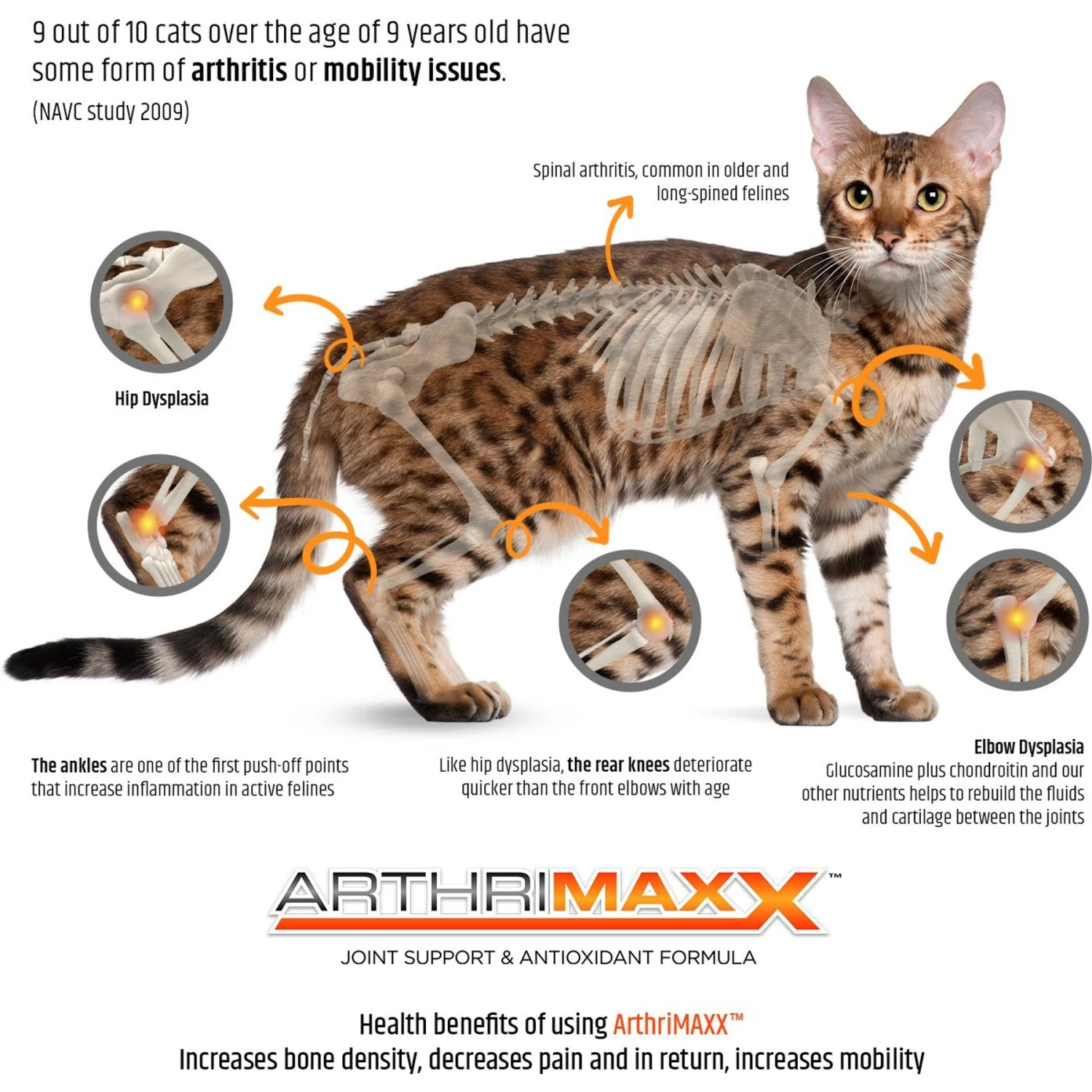Animal Nutritional Products ArthriMAXX Liquid Joint Support & Antioxdant Cat Supplement, 6-oz Bottle 4 Animal Nutritional Products ArthriMAXX Liquid Joint Support & Antioxdant Cat Supplement, 6-oz Bottle - Image 2