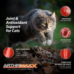 Animal Nutritional Products ArthriMAXX Liquid Joint Support & Antioxdant Cat Supplement, 6-oz Bottle 16 Animal Nutritional Products ArthriMAXX Liquid Joint Support & Antioxdant Cat Supplement, 6-oz Bottle -Meow Meals 525806 PT5. AC SS1800 V1652769994