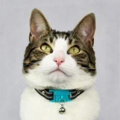 Kittyrama Breakaway Adjustable With Bell Cat Collar 11 Kittyrama Breakaway Adjustable With Bell Cat Collar -Meow Meals 534230 PT2. AC SS1800 V1657658786