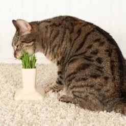 Miaustore Cat Grass Cup & Miaustore Dog & Cat Ceramic Water Fountain, 115-oz -Meow Meals 581678 PT4. AC SS1800 V1658167255