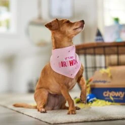 Frisco Dog & Cat Birthday Bandana -Meow Meals 608206 PT5. AC SS1800 V1676643860