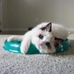 Bergan Scratcher Replacement Pads, 2 Count -Meow Meals 64228 PT3. AC SS1800 V1673648560