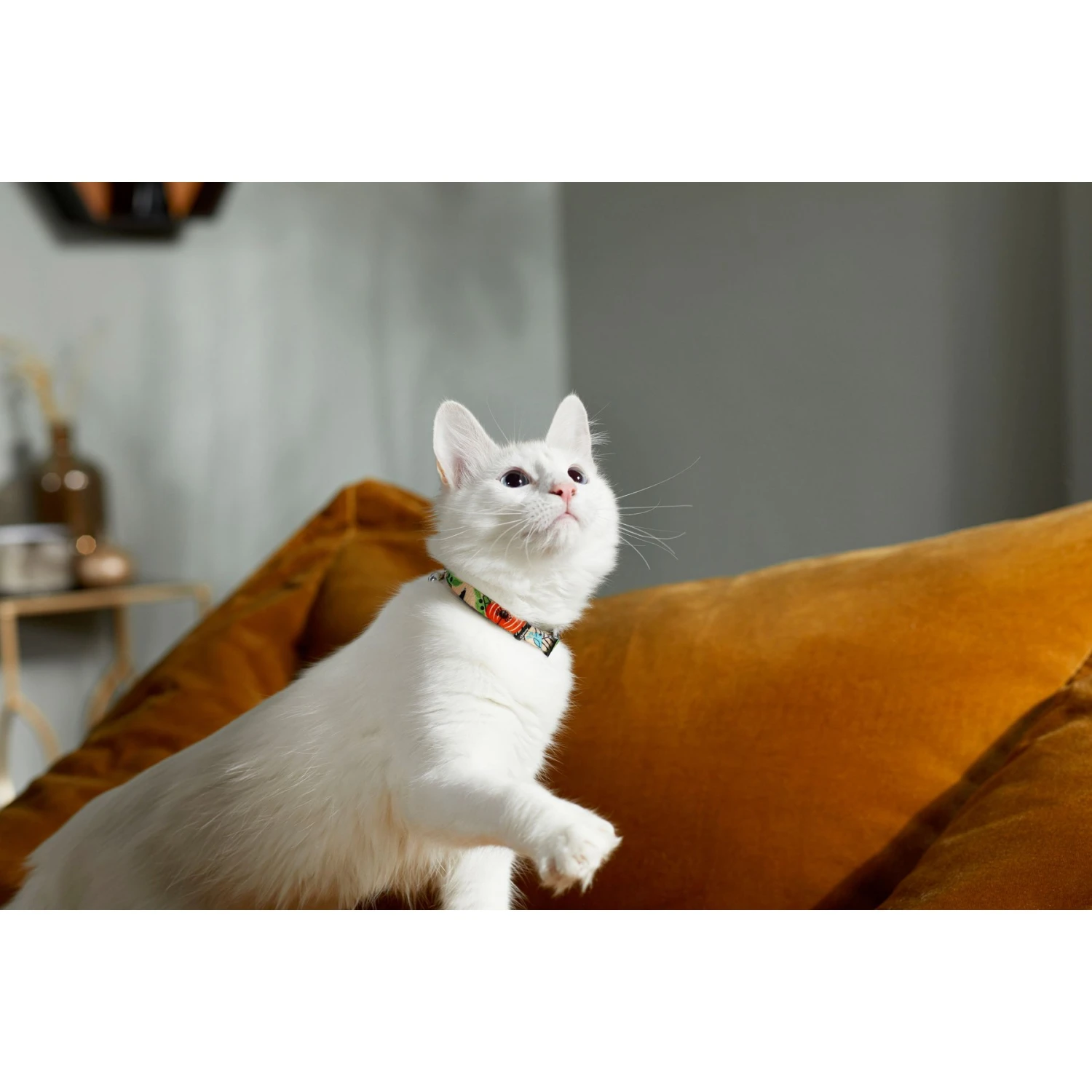 STAR WARS THE MANDALORIAN GROGU Pumpkin Dog Collar + 2 Items 6 STAR WARS THE MANDALORIAN GROGU Pumpkin Dog Collar + 2 Items - Image 4