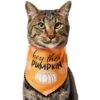 Frisco Hey There Pumpkin Dog & Cat Bandana -Meow Meals 706374 MAIN. AC SS1800 V1689351106