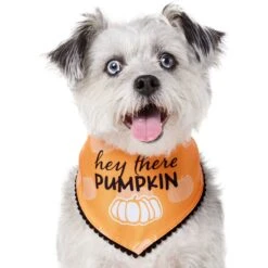 Frisco Hey There Pumpkin Dog & Cat Bandana -Meow Meals 706374 PT2. AC SS1800 V1690478413