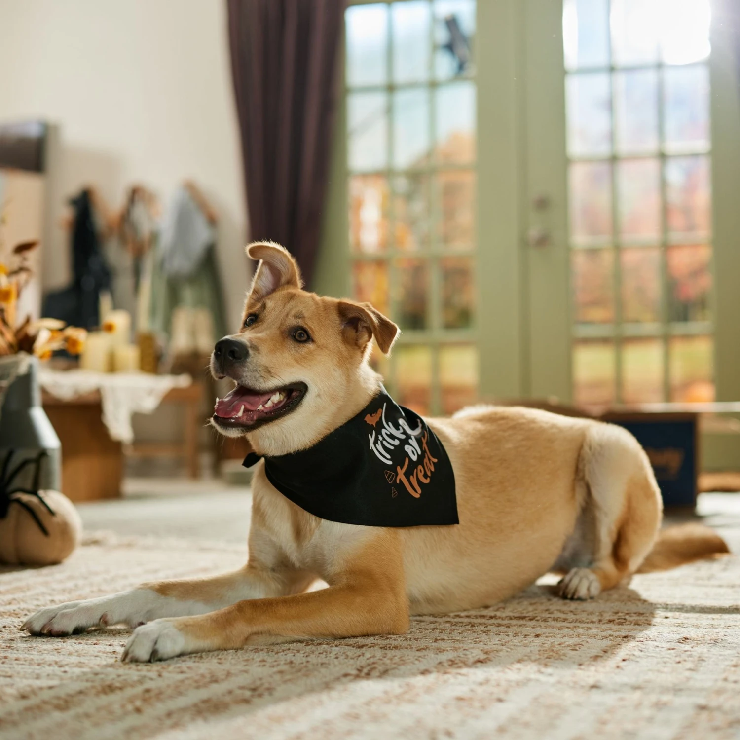 Frisco Trick Or Treat Dog & Cat Bandana 7 Frisco Trick Or Treat Dog & Cat Bandana - Image 5