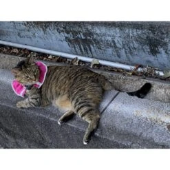 Prey Saver Break Away Cat Collar, One Size -Meow Meals 710062 PT6. AC SS1800 V1668809599