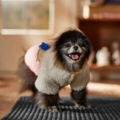 Frisco Colorblock Fleece Dog & Cat Hoodie W/ Pocket -Meow Meals 718278 PT7. AC SS1800 V1692375977