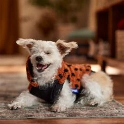 Frisco Dotted Dog & Cat Hoodie -Meow Meals 718326 PT7. AC SS1800 V1692375977