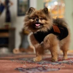 Frisco Light Weight Leopard Print Lined Fleece Dog & Cat Vest -Meow Meals 720694 PT7. AC SS1800 V1692378099