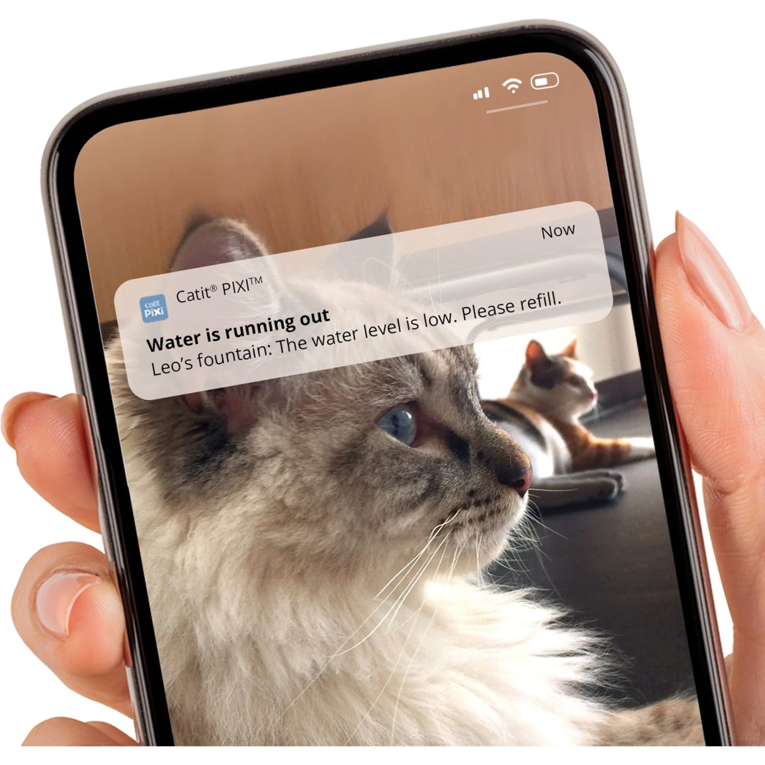 Catit Pixi Smart Stainless Top Cat Fountain Pump 7 Catit Pixi Smart Stainless Top Cat Fountain Pump - Image 5