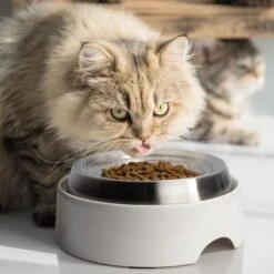 CatGuru Standard Cat & Dog Food Bowl, Marshmallow -Meow Meals 730910 PT4. AC SS1800 V1673016172