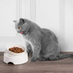CatGuru Standard Cat & Dog Food Bowl, Marshmallow -Meow Meals 730910 PT5. AC SS1800 V1673016172
