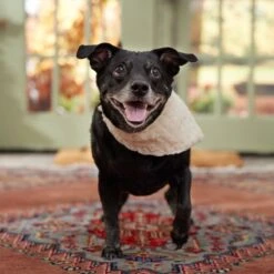 Frisco Solid Faux Fur Dog & Cat Bandana -Meow Meals 733878 PT6. AC SS1800 V1692378974