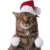 Frisco Chunky Knit Santa Dog & Cat Hat -Meow Meals 744878 MAIN. AC SS1800 V1694812847