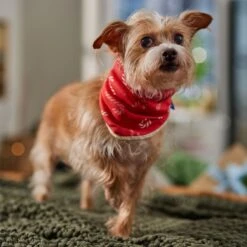 Frisco Reversible Candy Cane Cozy Knit Faux Fur Dog & Cat Pullover Bandana, 1 Count -Meow Meals 745294 PT6. AC SS1800 V1694794121