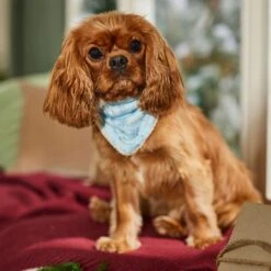 Frisco Reversible Snowflake Cozy Knit Faux Fur Dog & Cat Pullover Bandana, 1 Count 14 Frisco Reversible Snowflake Cozy Knit Faux Fur Dog & Cat Pullover Bandana, 1 Count -Meow Meals 746630 PT6. AC SS1800 V1694799358