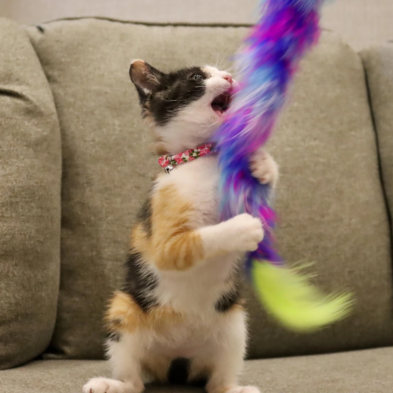 Li'l Pals Round Kitten Collar 4 Li'l Pals Round Kitten Collar - Image 2