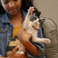 Li'l Pals Round Kitten Collar 10 Li'l Pals Round Kitten Collar -Meow Meals 754870 PT3. AC SS1800 V1673365930