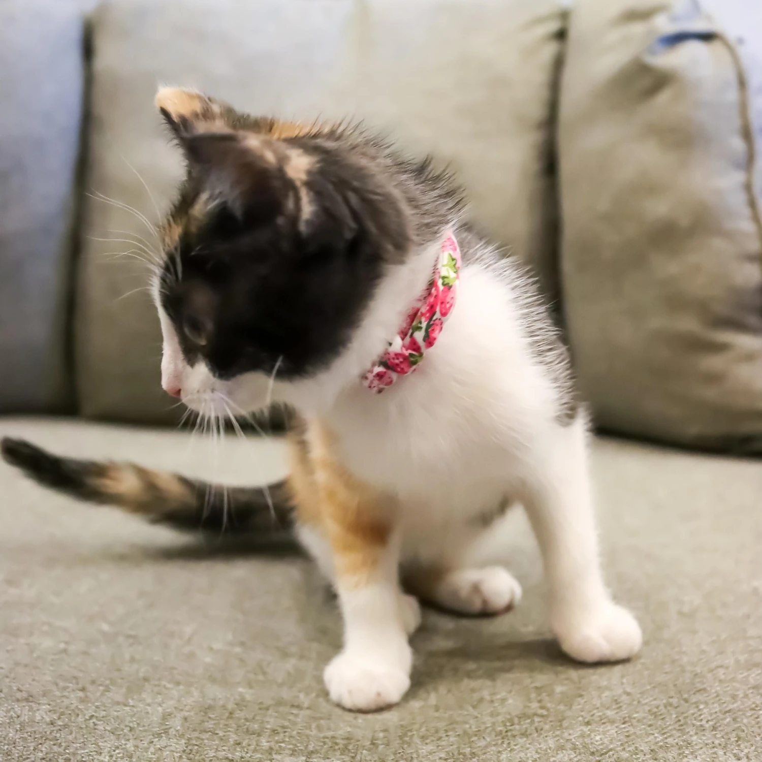 Li'l Pals Round Kitten Collar 7 Li'l Pals Round Kitten Collar - Image 5