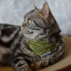 Necoichi Bandana Cat Collar With Air Tag Pocket, One Size -Meow Meals 759454 PT5. AC SS1800 V1682709866