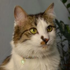 Necoichi Sunny Blossoms Cat Collar -Meow Meals 759486 PT7. AC SS1800 V1683832279