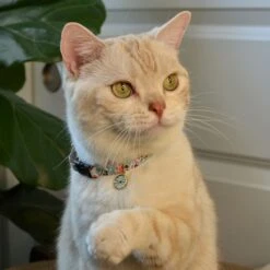 Necoichi Sunny Blossoms Cat Collar -Meow Meals 759486 PT8. AC SS1800 V1683912521