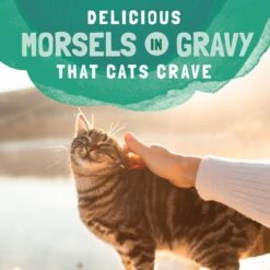 Natural Balance Platefulls Chicken & Pumpkin Formula In Gravy Grain-Free Cat Food Pouches -Meow Meals 76554 PT7. AC SS1800 V1675712695